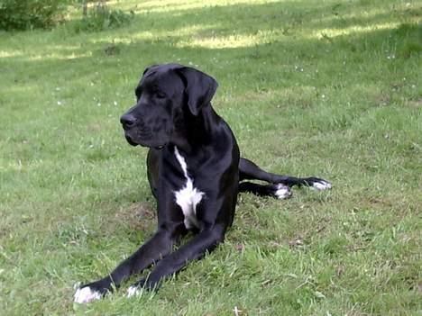 Grand danois Holger - Sådan kan man også ligge. billede 20