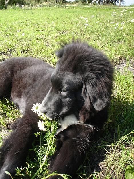 Blanding af racer Bella - ihh hvor er jeg dog bedårende billede 1