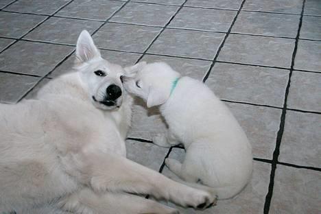 Hvid schæfer *Kayla May* - Kayla lytter til hemmligheder (NY) billede 10