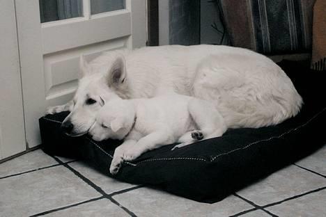 Hvid schæfer *Kayla May* - Kayla putter med Chili (NY) billede 11