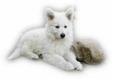 Hvid schæfer *Kayla May* - Fotogen? billede 13