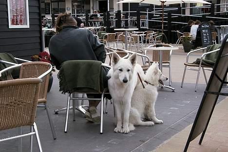 Hvid schæfer *Sheik*  - Sheik, Kayla og Christel ved Henne strand 29/05/05  (NY) billede 11