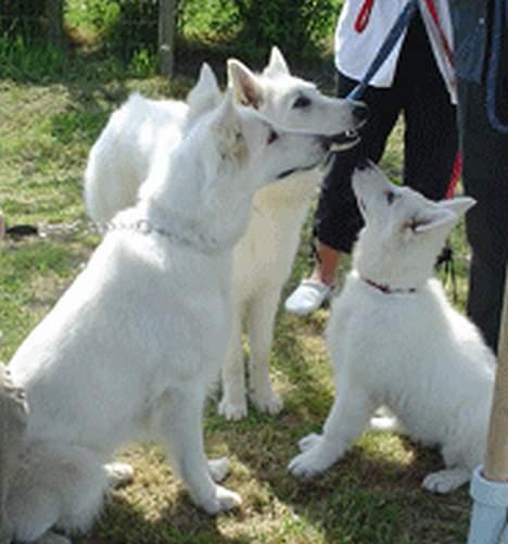 Hvid schæfer *Sheik*  - Molly; Sheik og Kayla på skuet i Sæby (NY..bedre kvalitet kommer sennere) billede 14