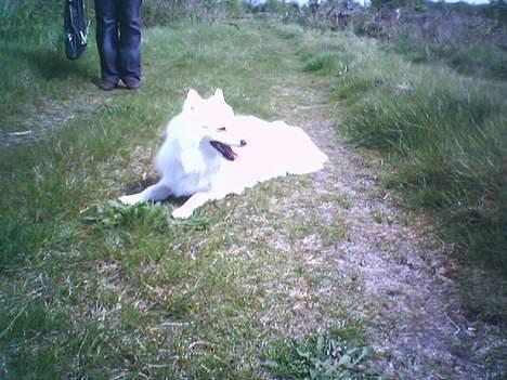 Japansk spids Sissi billede 8