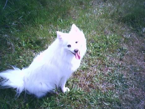 Japansk spids Sissi billede 9