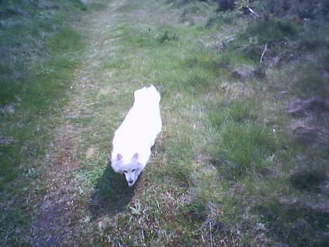 Japansk spids Sissi billede 10