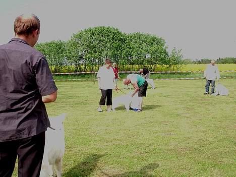 Hvid schæfer *Kayla May* - En stolt mor med Kayla, skuets bedste Hvide Schæfer  billede 14