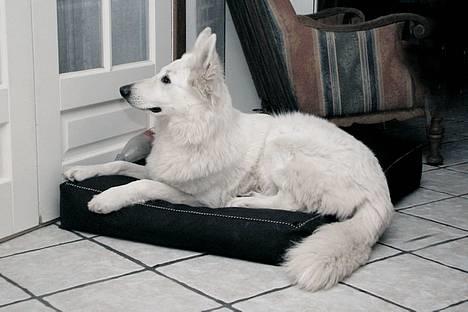 Hvid schæfer *Kayla May* - Hvad laver du derude? (NY) billede 15