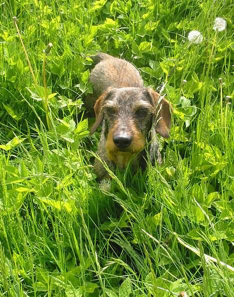Gravhund Mingo >R.I.P< - Mingo i det høje græs.. Sikke en Jungle !? (Foto: Lena E.) billede 1