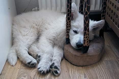 Hvid schæfer *Kayla May* - En lur med giraffen  billede 16