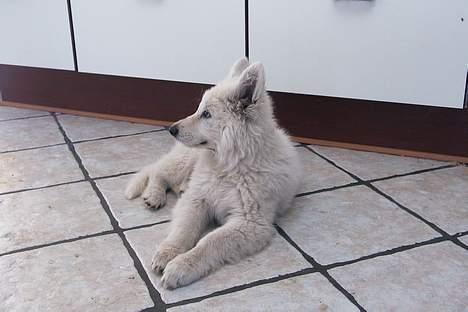 Hvid schæfer *Kayla May* - Hva´ laver du?  billede 17