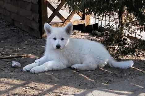 Hvid schæfer *Kayla May* - Ska´ du nu ha´ et billede igen?   billede 18