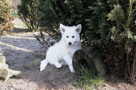 Hvid schæfer *Kayla May* - Sidder da meget godt her  billede 19