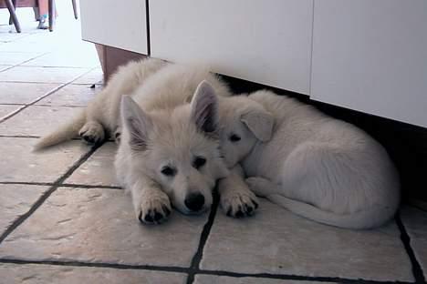 Hvid schæfer *Kayla May* - Ja...vi er liiiiidt trætte....   billede 20