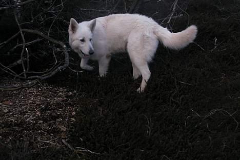 Hvid schæfer *Sheik*  - øøøøhhh....hvor blev de af????  (NY) billede 15