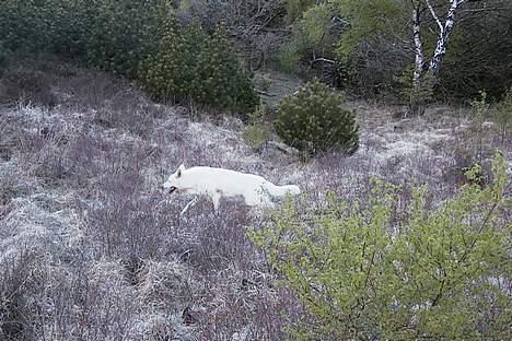 Hvid schæfer *Sheik*  - Jubiiiiiii........ (NY) billede 16