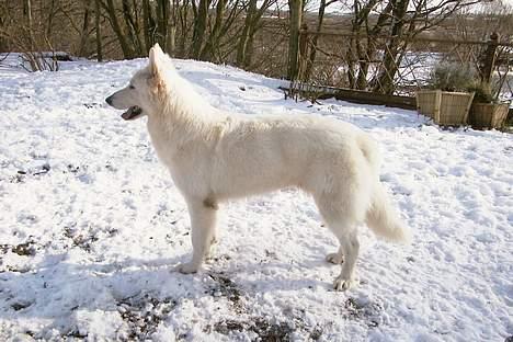 Hvid schæfer *Sheik*  - Snehund (NY) billede 17