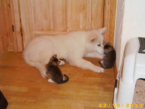 Hvid schæfer *Sheik*  - Sheik som legeonkel for killingerne  billede 18