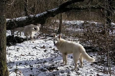 Hvid schæfer *Sheik*  - Kommer I ???   (NY) billede 19