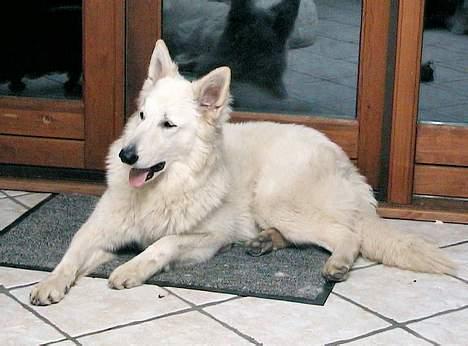 Hvid schæfer *Sheik*  - Puuuuhh...det er varmt..... (NY) billede 20