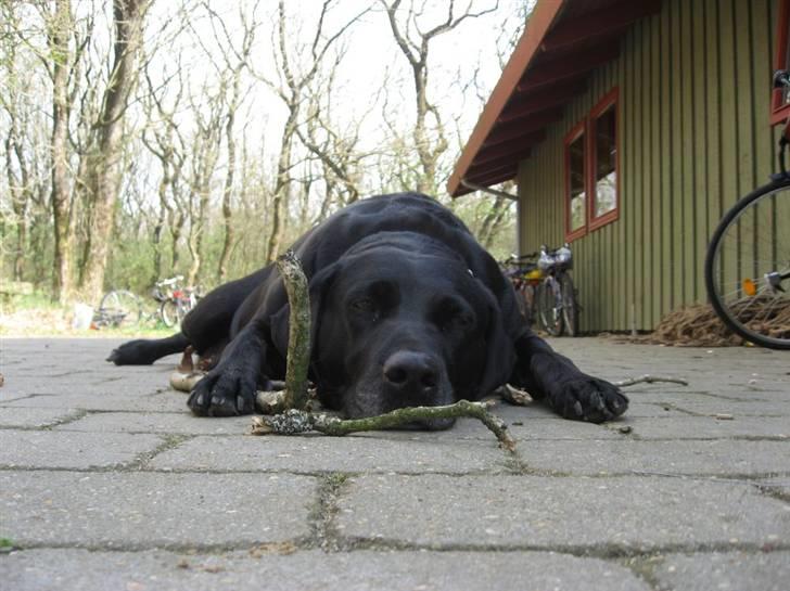 Blanding af racer Zenta - Phew.. det er hårdt at være hund :) billede 1
