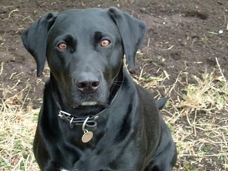 Blanding af racer Zenta - Opmærksom det er Zenta bestemt billede 2