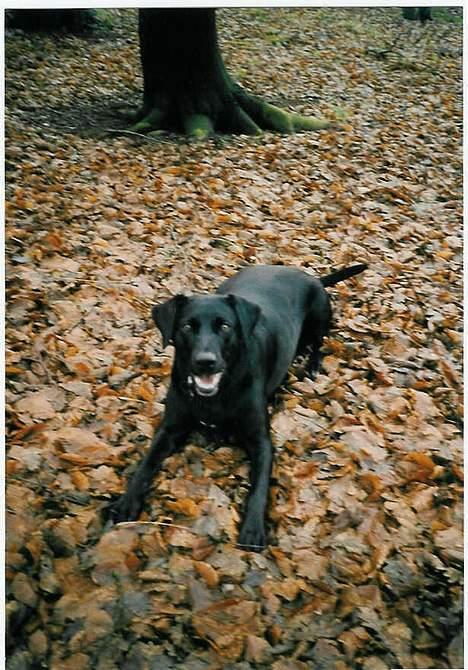 Blanding af racer Zenta - Zenta er altid klar på en leg med bold eller andet billede 3