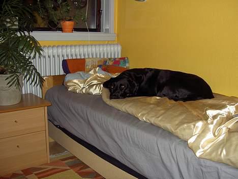 Blanding af racer Zenta - Ja Zenta hun tror helt bestemt at min seng er hendes seng billede 4