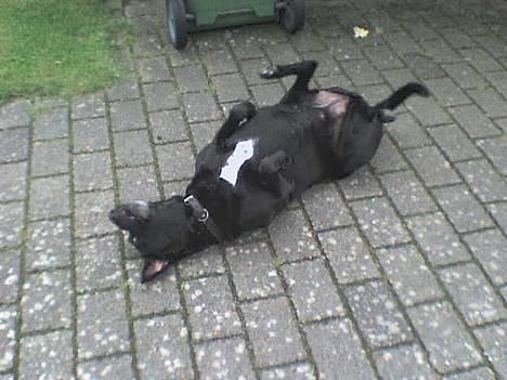 Blanding af racer Zenta - Zenta ruller sig i indkørslen billede 5