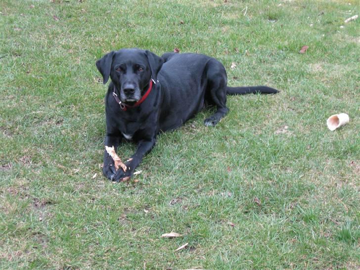 Blanding af racer Zenta - Zenta spiser pind :) billede 6