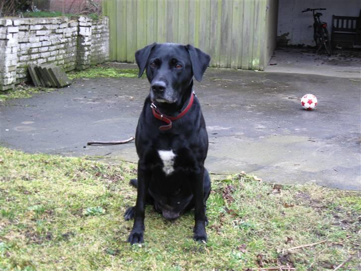 Blanding af racer Zenta - Zenta siger hej billede 7