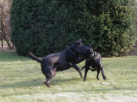 Blanding af racer Zenta - Zenta og Didde får sig lige en god slåskamp billede 8