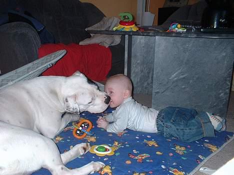 Amerikansk bulldog Eriksson's Chili "Mokka" - Du har noget på munden... nu skal jeg hjælpe dig "lillebror"! billede 11