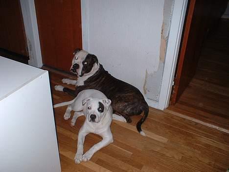 Amerikansk bulldog Eriksson's Chili "Mokka" - Vi har ikke gjort noget.... Endnu billede 12