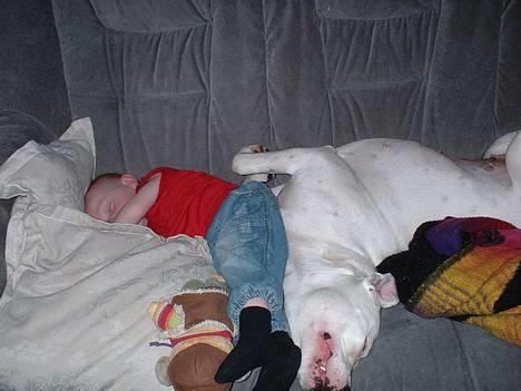 Amerikansk bulldog Eriksson's Chili "Mokka" - 24/2-07: Vi skal jo deles.... :o/ billede 13