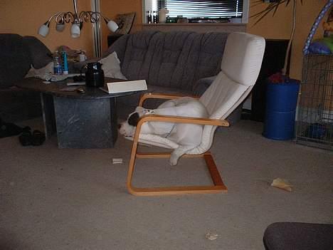 Amerikansk bulldog Eriksson's Chili "Mokka" - Jeg kan stadig være her.. billede 14