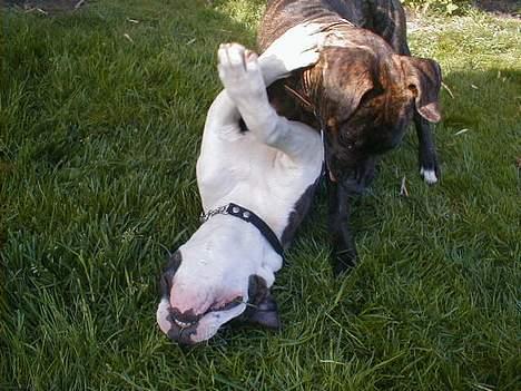 Amerikansk bulldog bas fået nyt hjem.snøft. - uha det er sjovt at møde sin søs (nana) billede 14