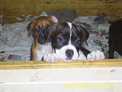 Amerikansk bulldog bas fået nyt hjem.snøft. - kuk ´kuk jeg kan se dig mor billede 17
