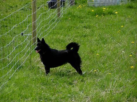 Norsk buhund Anti - "Luk mig nu lige ind til de der får. Så skal jeg nok få dem til at løbe." billede 11