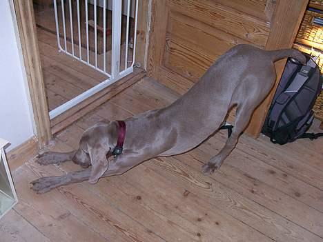Weimaraner Hot Shoot's Eleu "Himmelhund" - Sådan bukker man for gæsterne *LOL* billede 15