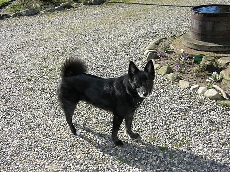 Blanding af racer Sully  *R.I.P.* - "Ahh dejligt vejr" billede 11