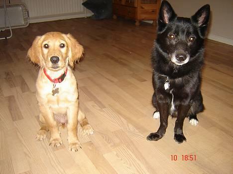 Blanding af racer Sully  *R.I.P.* - Sully & Sif billede 12