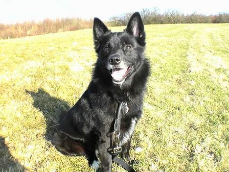 Blanding af racer Sully  *R.I.P.* billede 13