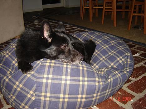 Blanding af racer Sully  *R.I.P.* - "Uhh ligger godt her" billede 14