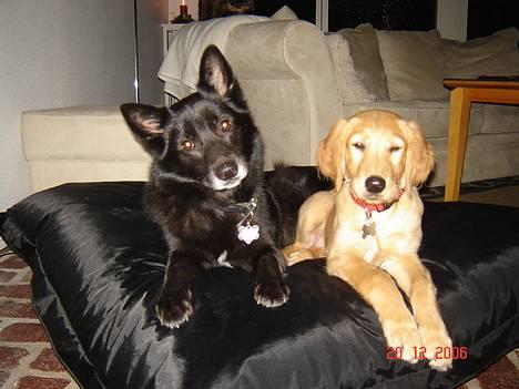 Blanding af racer Sully  *R.I.P.* - Sully & Sif billede 15