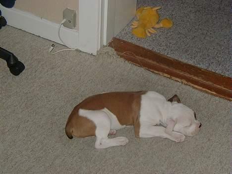 Amerikansk bulldog Kettner´s Batman (Nico) - Det er altså hårdt, at "lege" med et antenne-stik og gulvtæppe. :o) billede 17