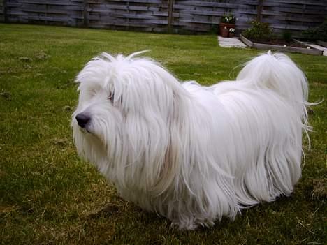 Coton de tulear *~Tut~* billede 5