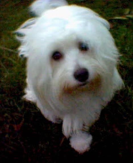 Coton de tulear *~Tut~* billede 6