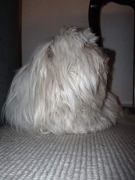 Coton de tulear *~Tut~* billede 7