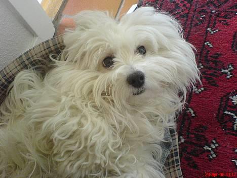 Coton de tulear *~Tut~* billede 8
